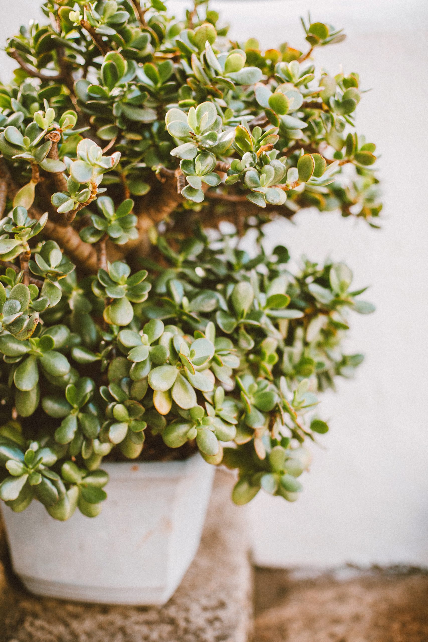 History of the Bonsai