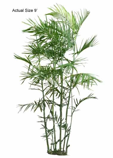 The Large Bamboo Palm