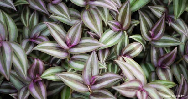 Is The Wandering Jew Plant Poisonous or Toxic?