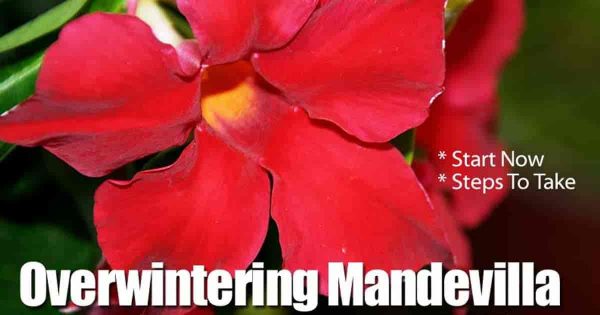 Tips For Successful Mandevilla Winter Care