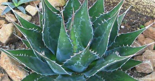 Agave Montana Care: How To Grow Mountain Agave