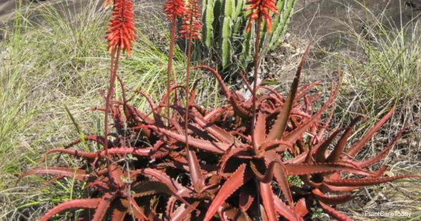 Aloe Cameronii Care: Tips On Growing The Red Aloe