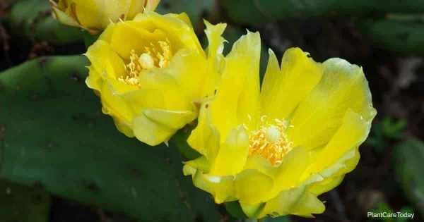 Growing Opuntia Humifusa Plants: How To Care For Eastern Prickly Pear
