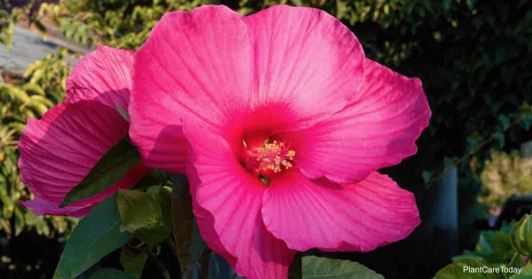 Hardy Hibiscus Care: Tips On Growing The Hibiscus Moscheutos
