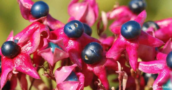 Clerodendrum Trichotomum: Growing The Harlequin Glorybower