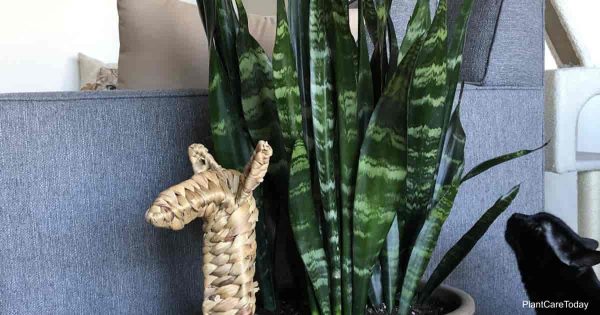 Sansevieria Black Coral: Growing The Black Coral Snake Plant