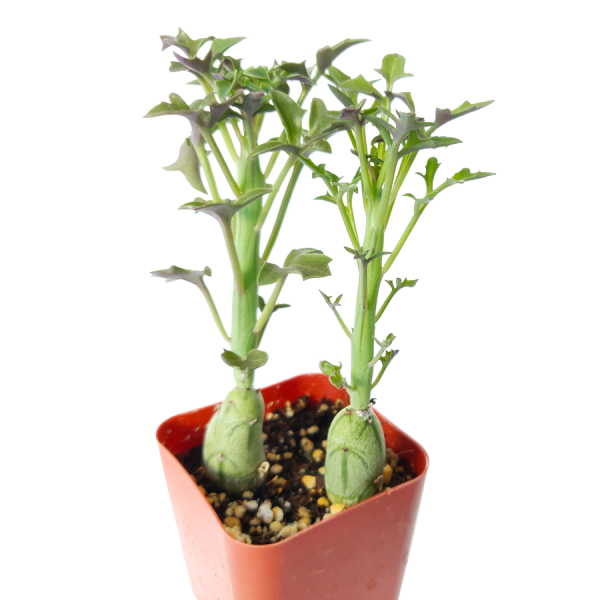 How To Grow and Care For Senecio Articulatus (Candle Plant)