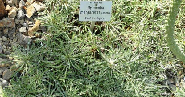 Silver Carpet Plant Care: How To Grow Dymondia Margaretae