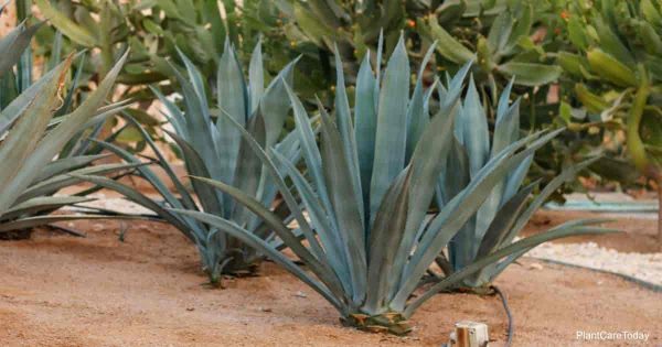 Learn Blue Agave Plant Care (Agave Tequilana)