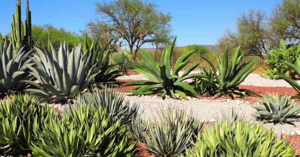 Types Of Agave Plants For The Garden