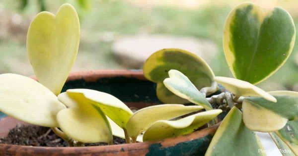 Hoya Kerrii: How To Grow and Care For Sweetheart Hoya
