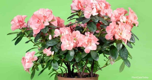 Learn How To Plant Azalea Bushes