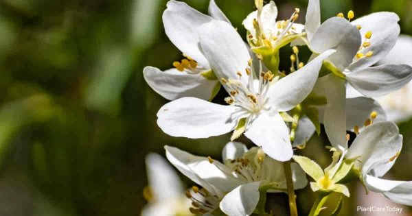 Learn Philadelphus Lewisii Care [Mock Orange]