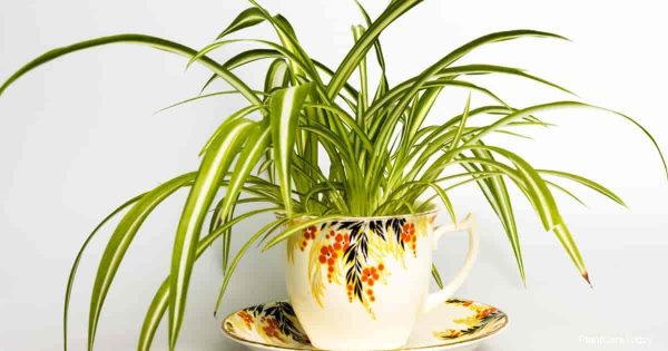 What To Do About Spider Plant Leaves Turning Brown