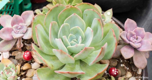 Echeveria Succulent: Pests  Diseases  Solutions