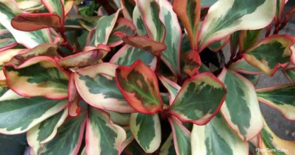 Peperomia Clusiifolia Care: Tips On Growing The Jellie Plant