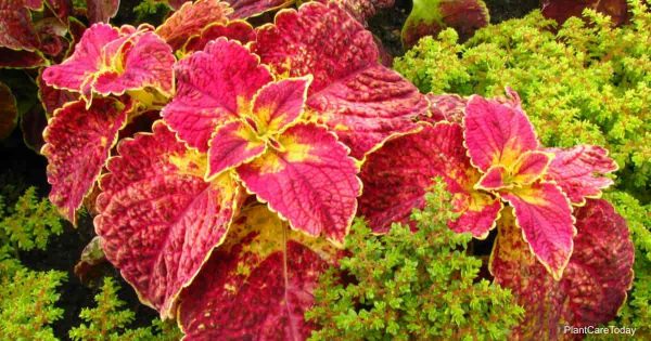 Are Coleus Poisonous To People, Dogs, Cats, Horses?
