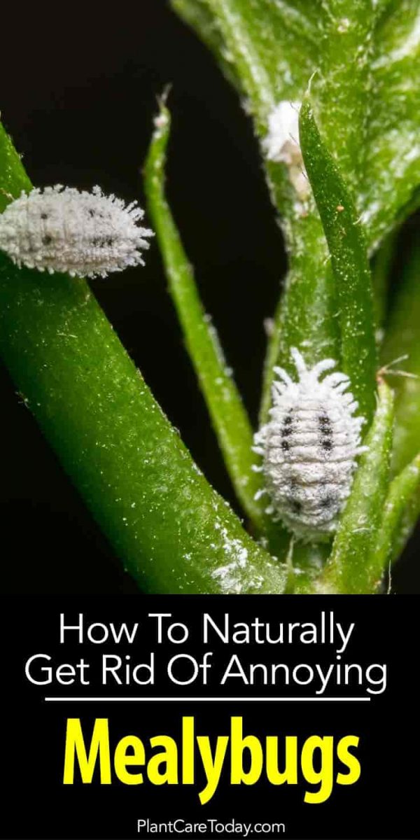 How To Get Rid Of Mealybugs
