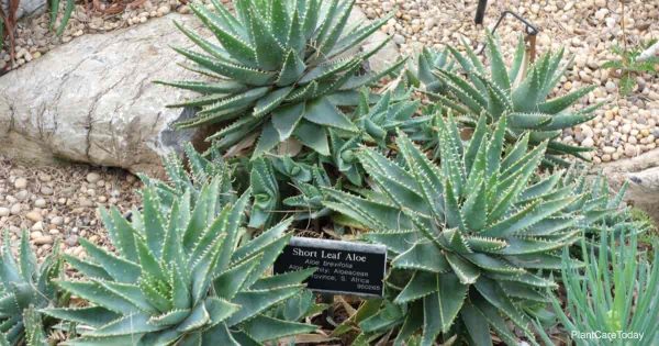 How To Care For Aloe Brevifolia (Short Leaved Aloe)