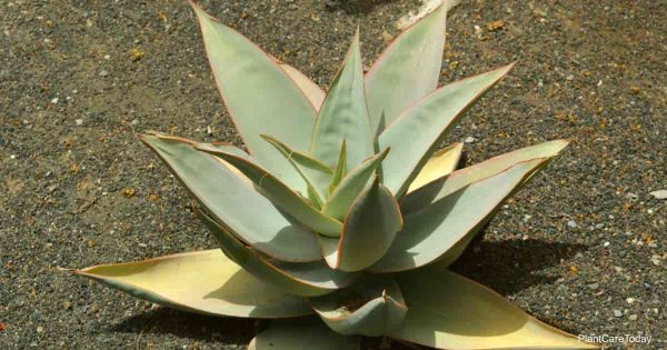 Growing Aloe Striata Plants: Caring For Coral Aloe