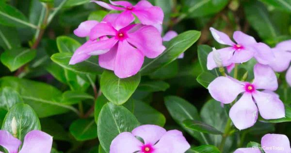 Is The Periwinkle Plant Poisonous or Toxic?