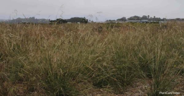 Growing and Care Of Purple Needle Grass (Nassella Pulchra)