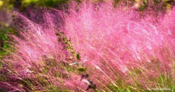 How To Grow Pink Muhly Grass (Muhlenbergia Capillaris)