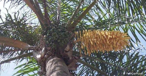 How To Care For Queen Palm