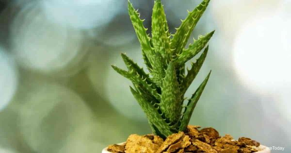 How To Grow Aloe Juvenna Plants(Tiger Tooth Aloe)