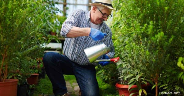 How To Apply Neem Oil To Soil As A Drench