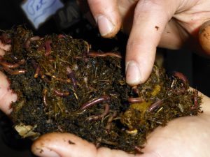 Building a Better Worm Bin for Composting