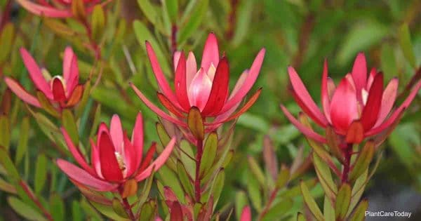 How To Grow Leucadendron Plant