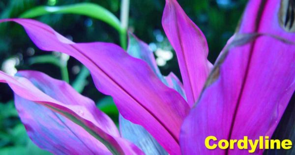 Easy-Care Plants: Top 5 Beginner Houseplants For Those Starting Out