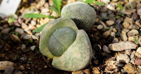 How To Grow Lapidaria Margaretae