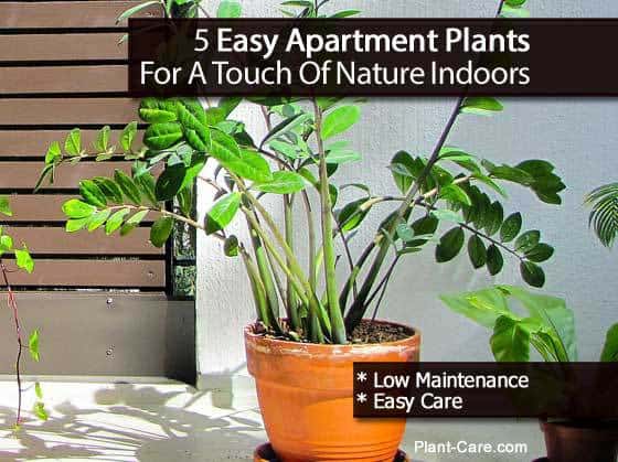Best Indoor Plants For Apartments