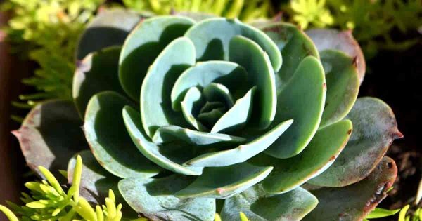 Echeveria Elegans Care: Growing The Mexican Snowball