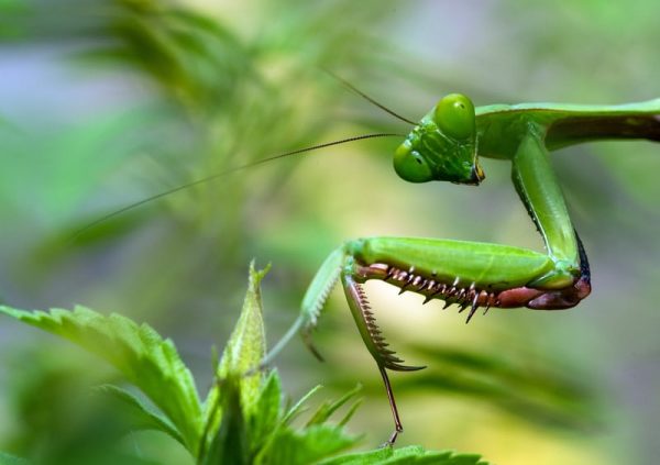 What Do Praying Mantis Eat: Are They Good For Your Garden