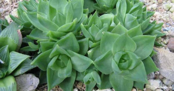 Haworthia Cymbiformis: Growing The Cathedral Window Haworthia