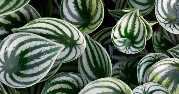 Watermelon Peperomia Care: Peperomia Argyreia, Growing and Propagation
