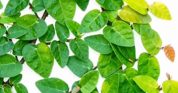 Creeping Fig Growing and Care