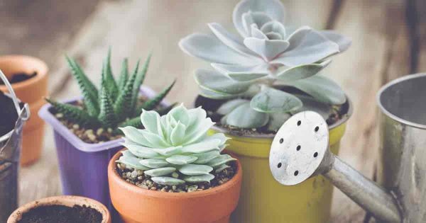 How Often Should Your Water Succulent Plants?