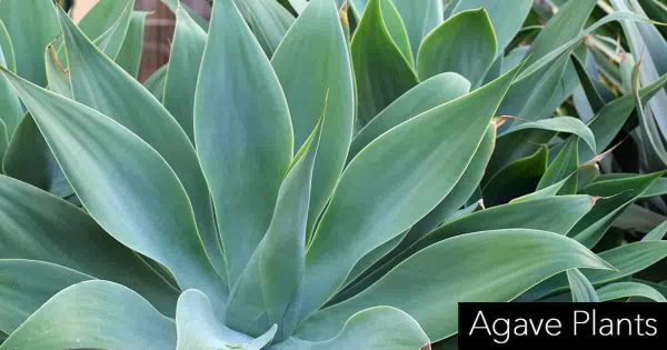 Agave Plants: Growing, Care And Use In the Landscape and Indoors