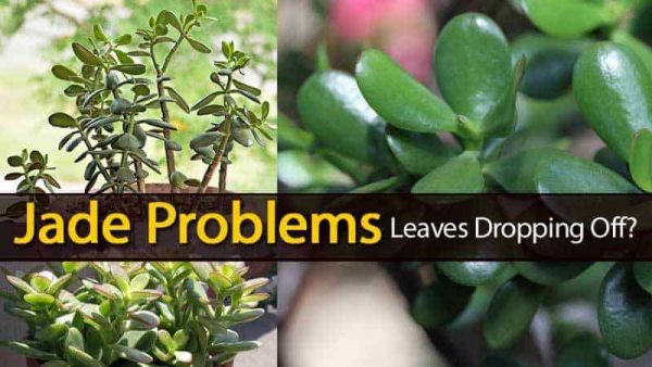 Jade Succulent Plant Problems