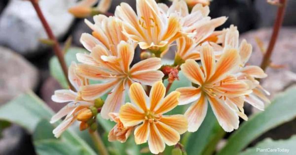 How To Care For Lewisia Cotyledon