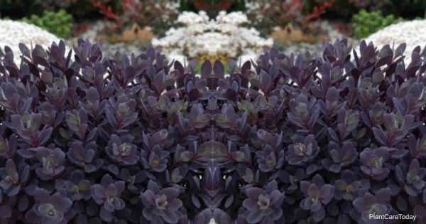 Tips On Blue Pearl Sedum Care