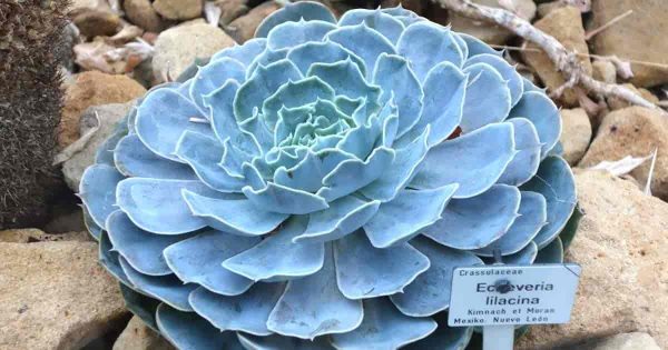 Growing Echeveria Lilacina: Caring For The Ghost Echeveria