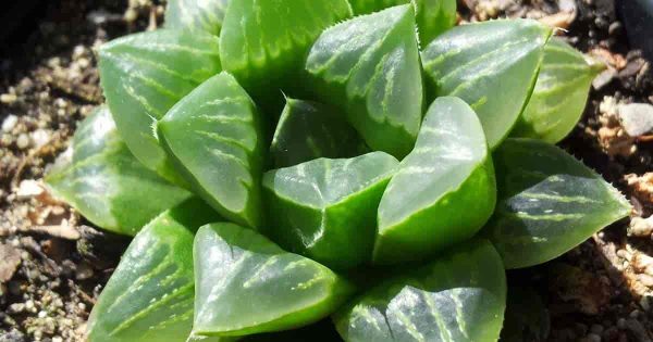 Learn How To Care For Haworthia Retusa The Star Cactus