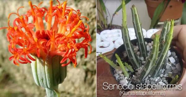 Senecio Stapeliiformis Care: How To Grow The Pickle Plant