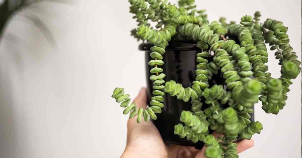 How To Care For Crassula Rupestris | The Baby Necklace Vine