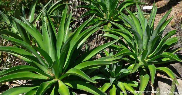 Growing Agave Desmettiana: Learn Care Tips For The Smooth Agave